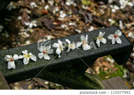 Tung flower 115077941