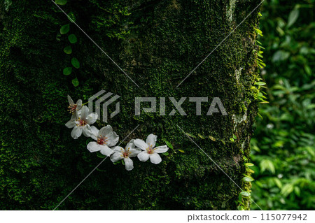 桐花 桐花 115077942