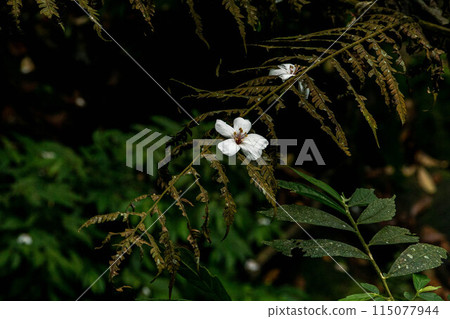 桐花 115077944