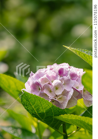 粉紅色的繡球花在雨中濕漉漉的 115078196
