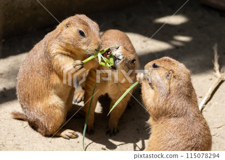 A prairie dog interrupts a friend's meal A prairie dog interrupts a friend's meal 115078294