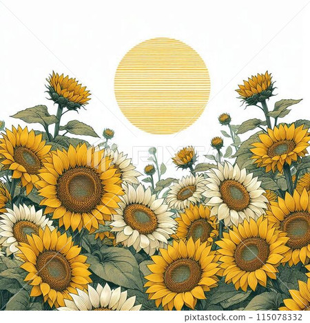 Sunflowers, the summer flower, bloom in clusters. Sunflowers, the summer flower, bloom in clusters. 115078332