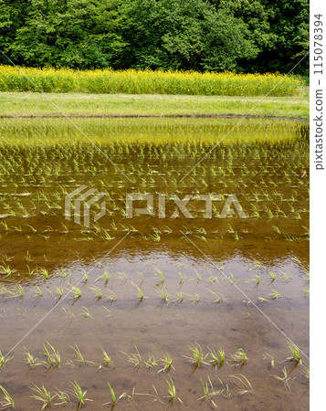 插秧後的初夏稻田(千葉縣松戶市21世紀森林廣場) 插秧後的初夏稻田(千葉縣松戶市21世紀森林廣場) 115078394