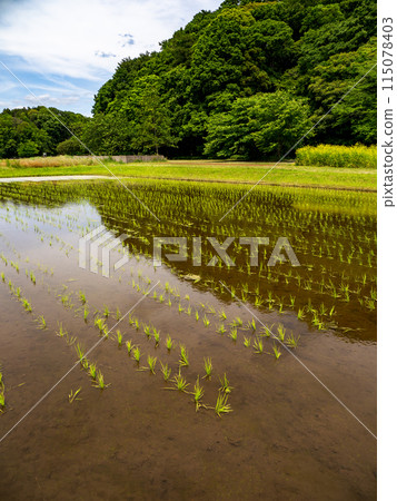 Rice fields in early summer after rice planting (21st Century Forest and Square, Matsudo City, Chiba Prefecture) 115078403