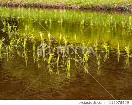 Rice fields in early summer after rice planting (21st Century Forest and Square, Matsudo City, Chiba Prefecture) Rice fields in early summer after rice planting (21st Century Forest and Square, Matsudo City, Chiba Prefecture) 115078409
