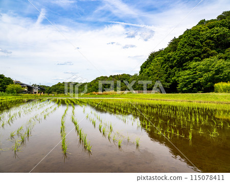 Rice fields in early summer after rice planting (21st Century Forest and Square, Matsudo City, Chiba Prefecture) 115078411