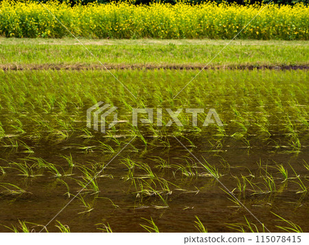 Rice fields in early summer after rice planting (21st Century Forest and Square, Matsudo City, Chiba Prefecture) 115078415