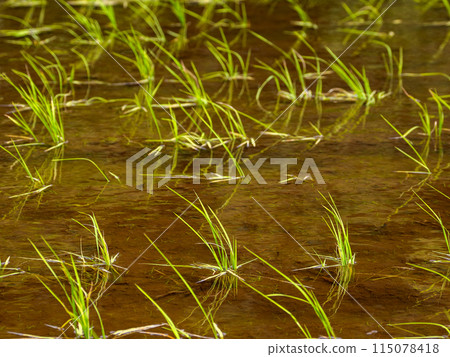 插秧後的初夏稻田(千葉縣松戶市21世紀森林廣場) 插秧後的初夏稻田(千葉縣松戶市21世紀森林廣場) 115078418