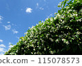 Green and pretty white flowers against the blue sky 115078573