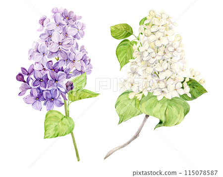Watercolor illustration of lilac. Set of white and purple syringa branches with leaves. Fragrant spring flower on a transparent background. Botanical illustration for wedding invitation, greeting card 115078587