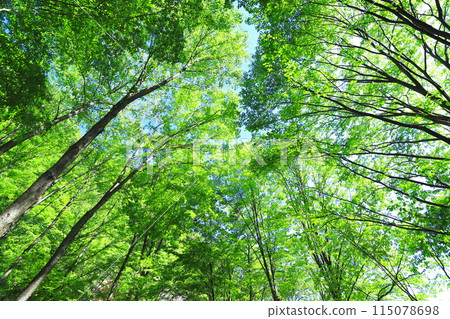 fresh green forest 115078698