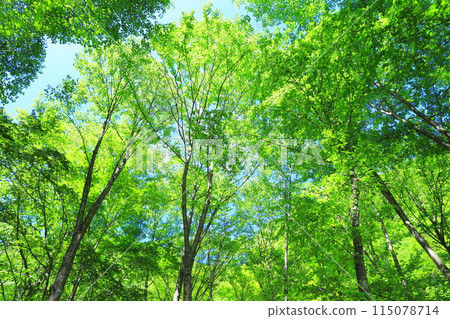 fresh green forest fresh green forest 115078714