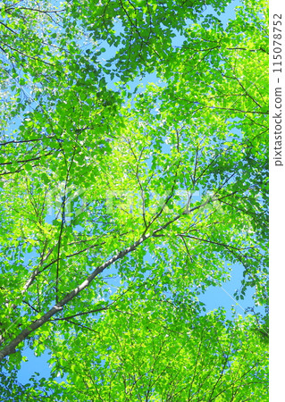 fresh green forest 115078752