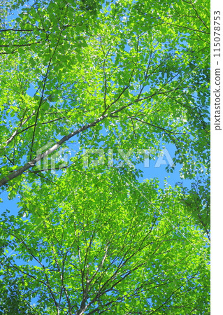 清新的綠色森林 清新的綠色森林 115078753