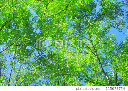 fresh green forest fresh green forest 115078754