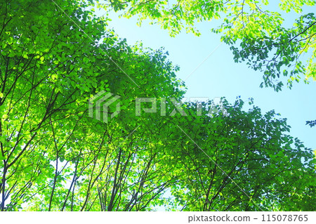 fresh green forest fresh green forest 115078765