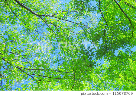 fresh green forest 115078769