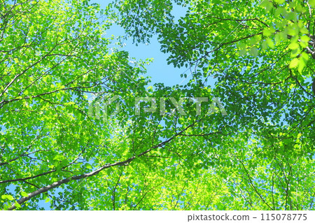 fresh green forest 115078775