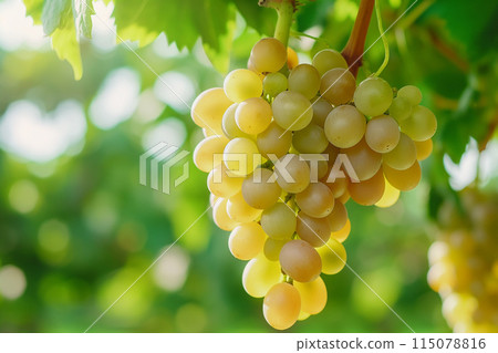 Close-up of a bunch of grapes hanging on the vine under natural light Close-up of a bunch of grapes hanging on the vine under natural light 115078816