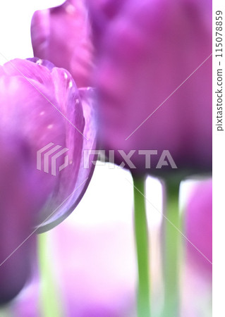 Purple tulips close up 115078859