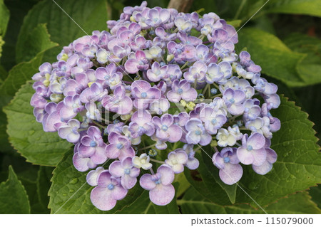 繡球花特寫（水平拍攝） 115079000