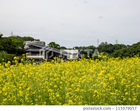 作為綠肥種植的芥菜(千葉縣松戶市21世紀森林廣場) 作為綠肥種植的芥菜(千葉縣松戶市21世紀森林廣場) 115079057
