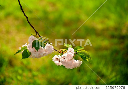 A branch of a double-flowered cherry tree of the Ichiyo variety 115079076