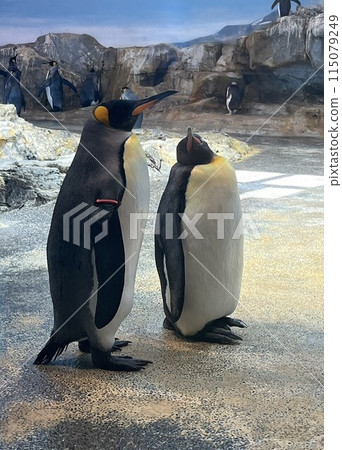 兩隻國王企鵝 兩隻國王企鵝 115079249