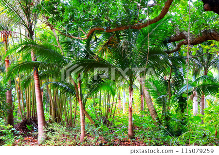 遊覽亞熱帶植物環繞的由布島 115079259