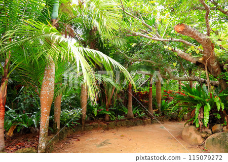 Tour Yubu Island surrounded by subtropical plants 115079272