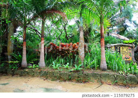 遊覽亞熱帶植物環繞的由布島 115079275