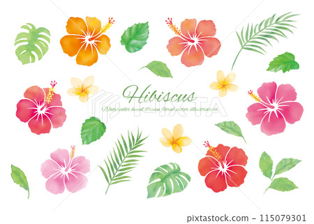 Watercolor touch hibiscus cartoon 115079301