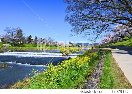 Springtime rape blossoms and cherry blossoms bloom along the Kamogawa River Promenade in Kyoto City 115079312