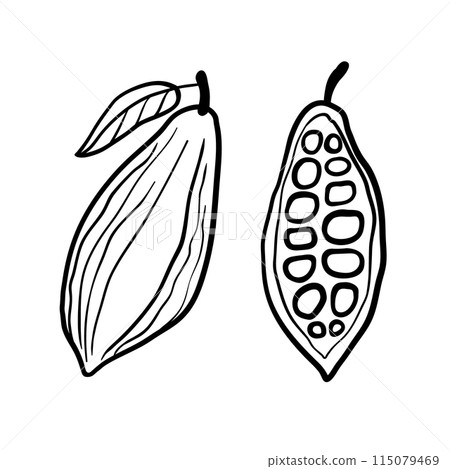 Cacao whole fruit and a half. Black vector line hand drawn illustration isolated on white background. Cacao whole fruit and a half. Black vector line hand drawn illustration isolated on white background. 115079469