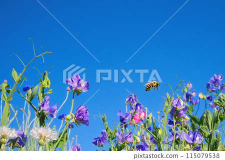 歡迎來到我們引以為傲的藍色花園 115079538