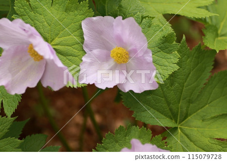 Glaucidium glaucidum, a large blue-purple flower that blooms deep in the forests of the mountains Glaucidium glaucidum, a large blue-purple flower that blooms deep in the forests of the mountains 115079728