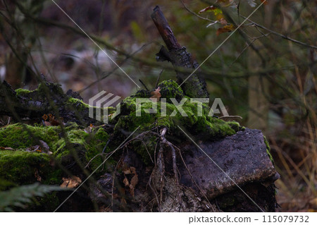 In the forest, a mosscovered tree stump can be found amidst the greenery In the forest, a mosscovered tree stump can be found amidst the greenery 115079732