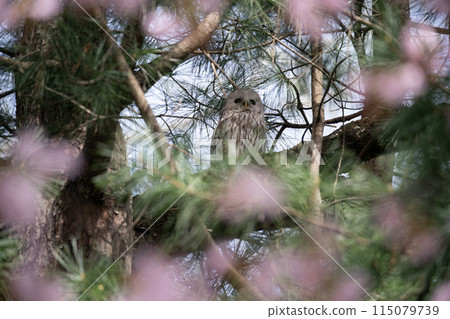 Siberian owl in the forest 115079739