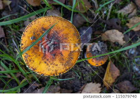 A close up of a mushroom growing in the green grass A close up of a mushroom growing in the green grass 115079740
