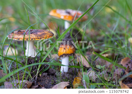 A bunch of mushrooms is growing in the grass near a natural landscape 115079742