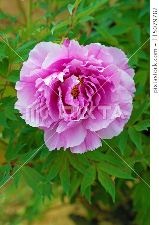 Flowers around the house, various in all four seasons. The trees in the nearby peony garden are colored with pink and red flowers. 115079782