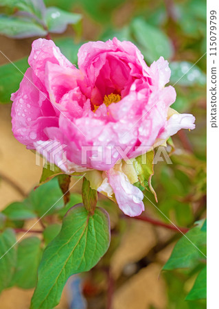 Flowers around the house, various in all four seasons. The trees in the nearby peony garden are colored with pink and red flowers. 115079799