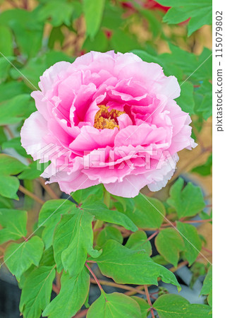 Flowers around the house, various in all four seasons. The trees in the nearby peony garden are colored with pink and red flowers. 115079802