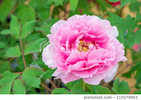 Flowers around the house, various in all four seasons. The trees in the nearby peony garden are colored with pink and red flowers. 115079803