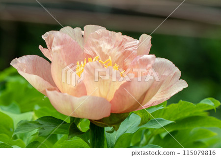 Flowers around the house, various in all four seasons. The trees in the nearby peony garden are colored with pink and red flowers. 115079816