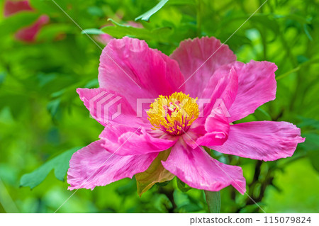 房子周圍的花朵隨季節而變化。 房子周圍的花朵隨季節而變化。 115079824