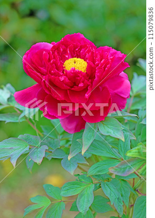 房子周圍的花朵隨季節而變化。 115079836