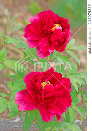 房子周圍的花朵隨季節而變化。 115079839