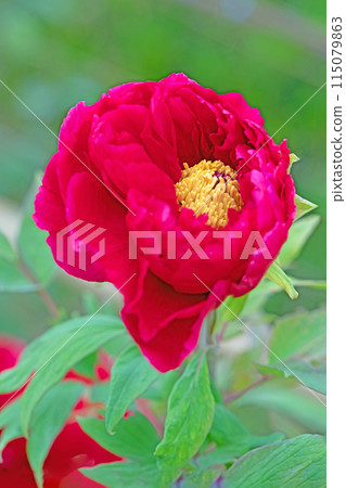 Flowers around the house, various in all four seasons. The trees in the nearby peony garden are colored with pink and red flowers. 115079863