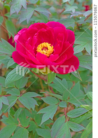 房子周圍的花朵隨季節而變化。 115079867